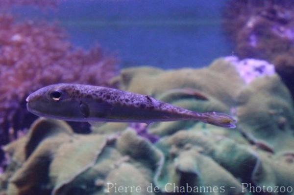 Silver-cheeked toadfish