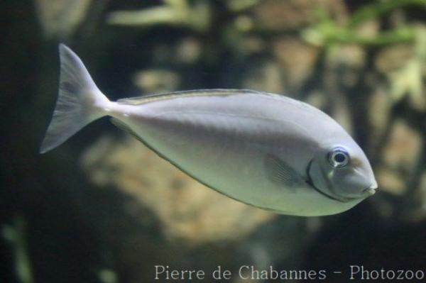 Sleek unicornfish