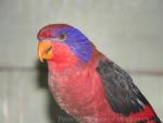 Black-winged lory