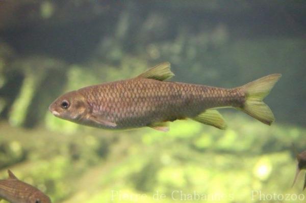 Taiwan shoveljaw carp