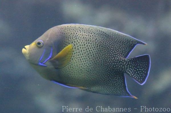 Semicircle angelfish