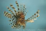 Red lionfish