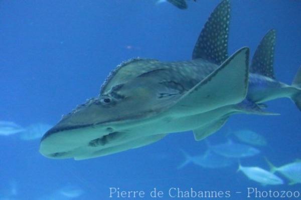 Bowmouth guitarfish