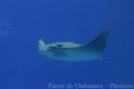 Javanese cownose ray