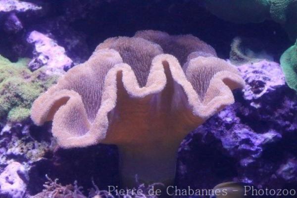 Mushroom leather coral