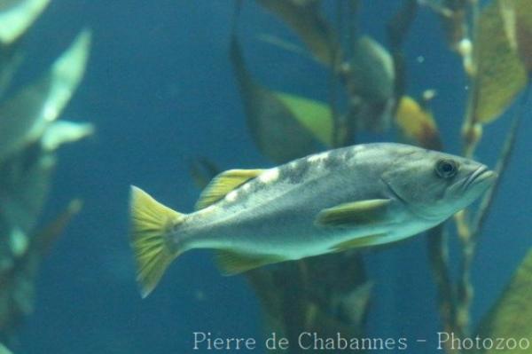 Yellowtail rockfish