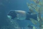 California sheephead