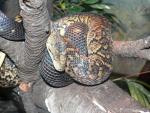 Jamaican boa