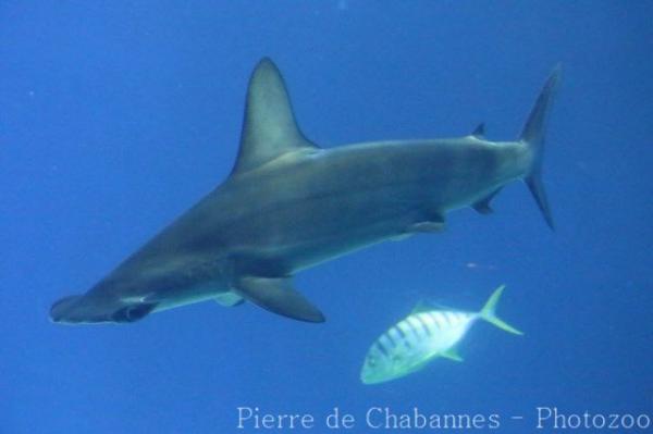 Scalloped hammerhead