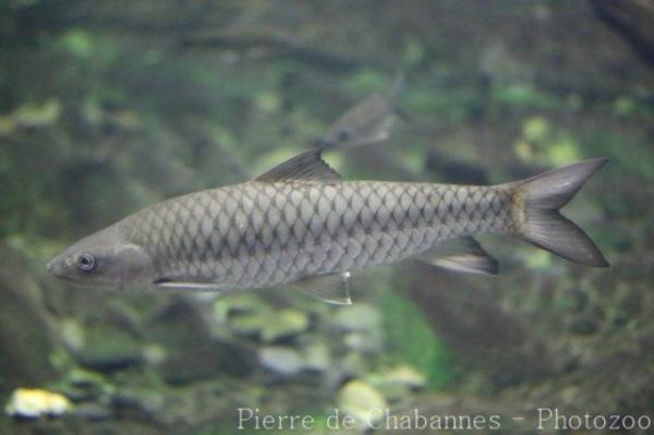 Holland's barb