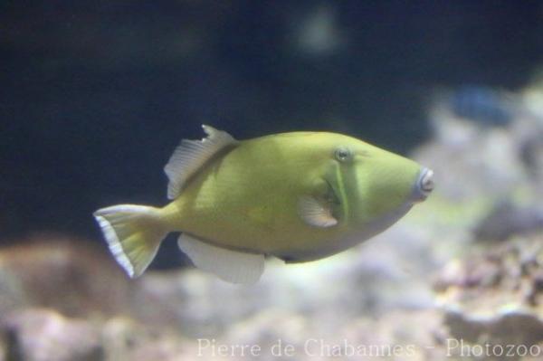 Halfmoon triggerfish