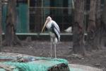 Painted stork