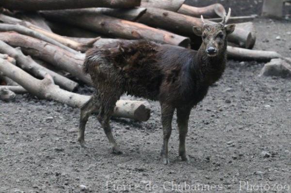 Visayan spotted deer