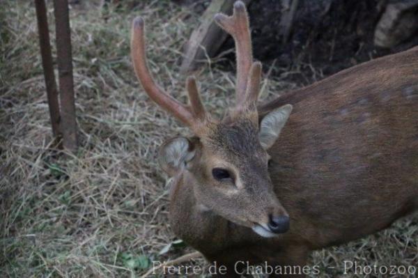 Bawean deer