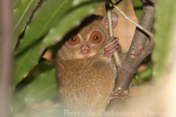 Western tarsier