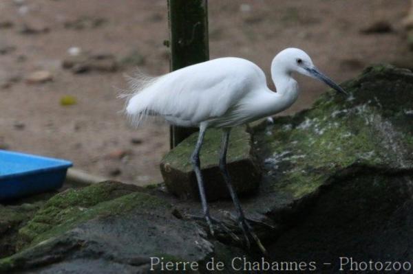 Little egret