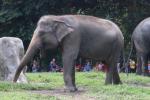 Sumatran elephant