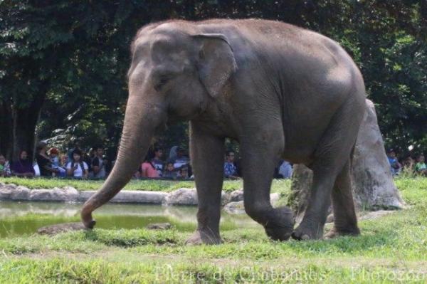 Sumatran elephant