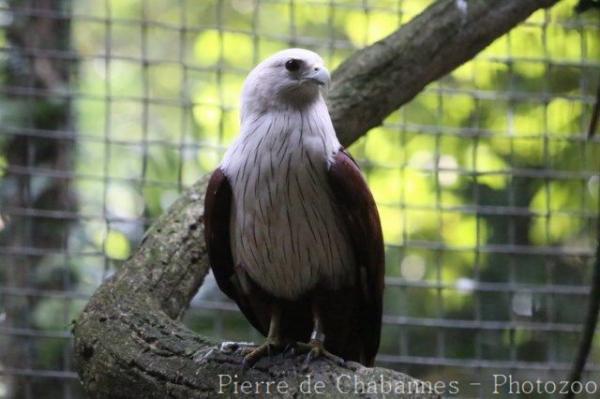 Brahminy kite