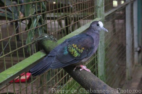 New Guinea bronzewing