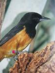 Montserrat oriole