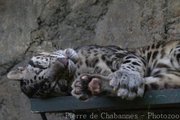 Sunda clouded leopard