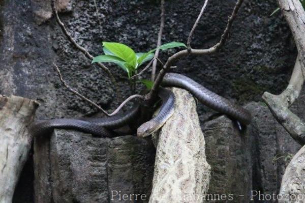 King cobra