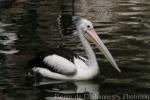 Australian pelican