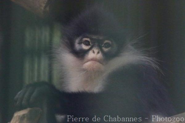 Natuna Islands langur