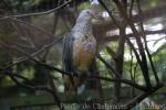 Rose-crowned fruit-dove