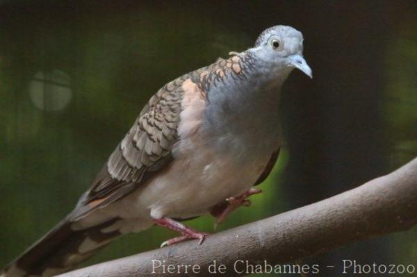 Bar-shouldered dove