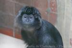 Eastern javan langur