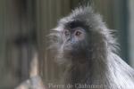 Silvery langur