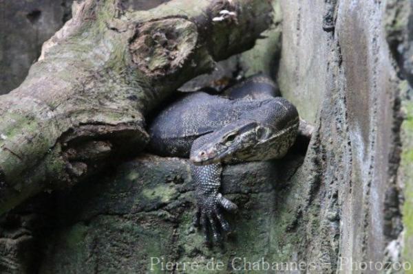 Common water monitor