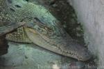 Saltwater crocodile