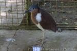 Rufous night-heron