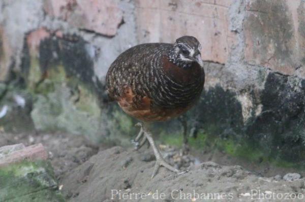 Sabah partridge