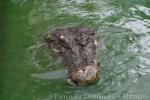 Sandakan Crocodile Farm