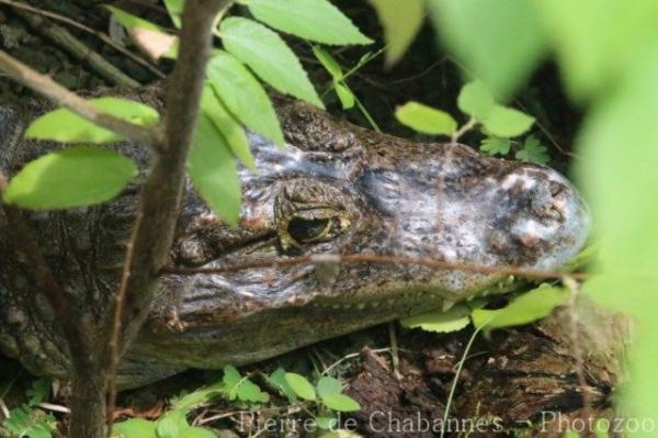 Spectacled caiman