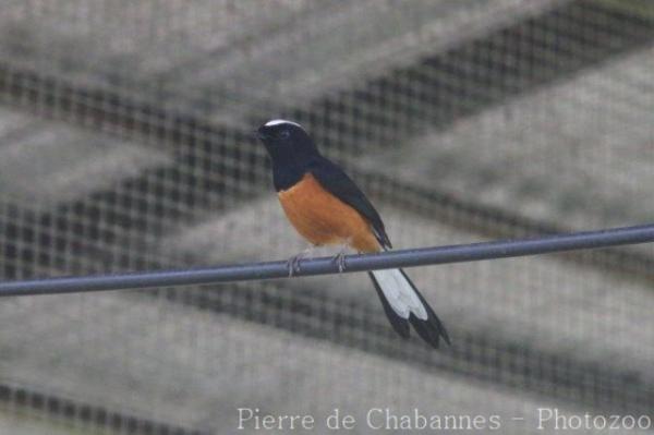 White-crowned shama