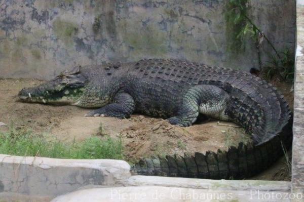 Saltwater crocodile