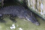 Saltwater crocodile