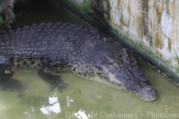 Saltwater crocodile