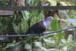 Green imperial-pigeon