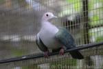 Green imperial-pigeon