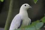 Pied imperial-pigeon