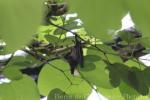 Lesser dog-faced fruit-bat