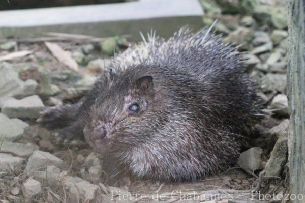 Thick-spined porcupine