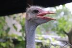 South-African ostrich