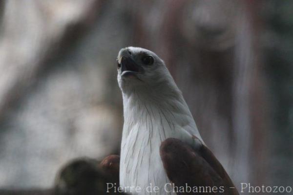 Brahminy kite